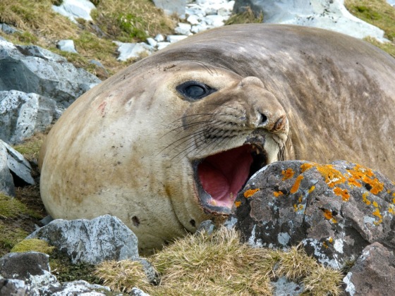ele seal yawn-18.jpg